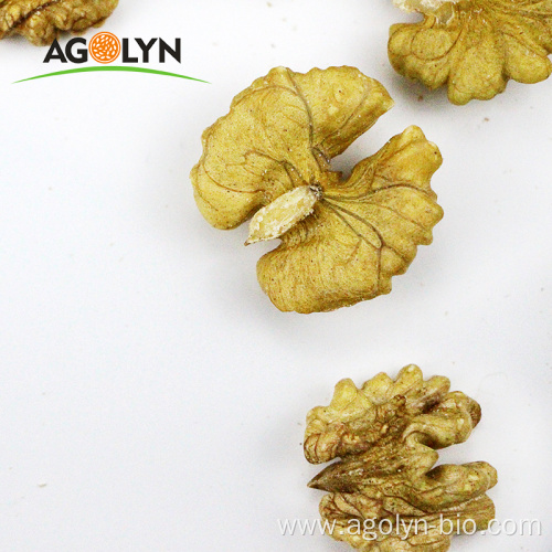 White and abmber walnut kernel from premium walnut